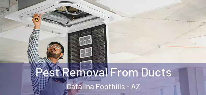 Pest Removal From Ducts Catalina Foothills - AZ